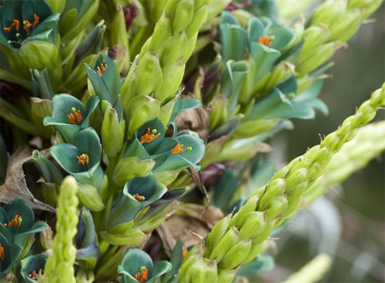 Picture 1 of Extremely rare plants 100 years new flowering and then die
