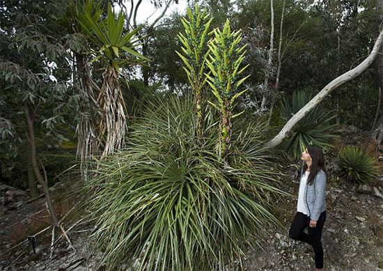 Picture 2 of Extremely rare plants 100 years new flowering and then die
