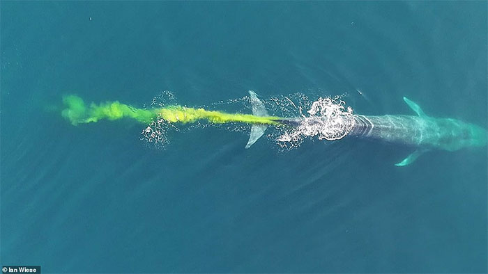 Picture 1 of Extremely rare scene: The planet's largest creature ... 'walks badly' in the middle of the ocean