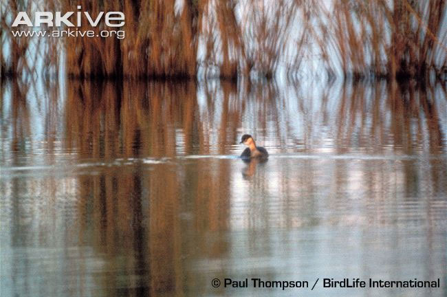 Picture 1 of Extremely rare set of 12 species of extinct birds