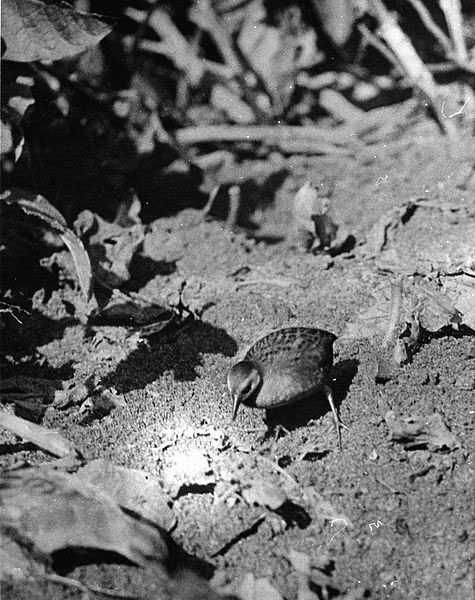 Picture 10 of Extremely rare set of 12 species of extinct birds