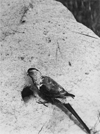 Picture 11 of Extremely rare set of 12 species of extinct birds