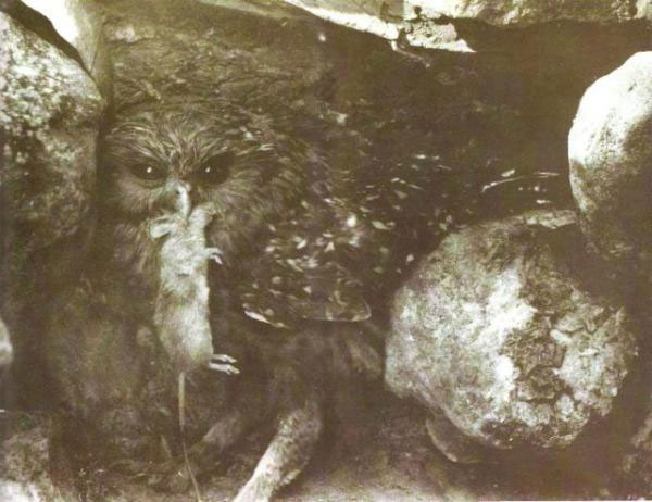 Picture 12 of Extremely rare set of 12 species of extinct birds