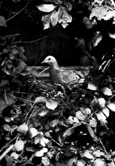 Picture 2 of Extremely rare set of 12 species of extinct birds