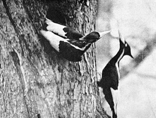 Picture 4 of Extremely rare set of 12 species of extinct birds