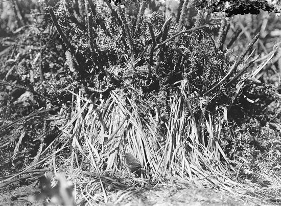 Picture 5 of Extremely rare set of 12 species of extinct birds