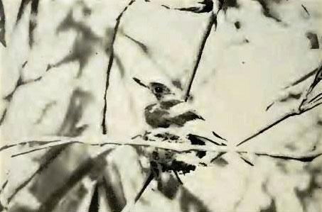 Picture 6 of Extremely rare set of 12 species of extinct birds