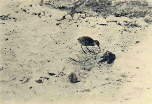 Picture 7 of Extremely rare set of 12 species of extinct birds