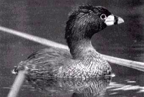 Picture 8 of Extremely rare set of 12 species of extinct birds