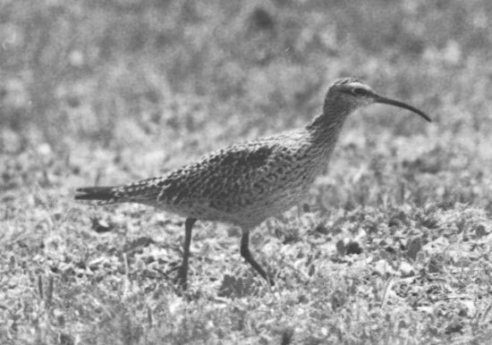 Picture 9 of Extremely rare set of 12 species of extinct birds