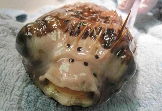Picture 1 of Eye surgery for ... puffer fish
