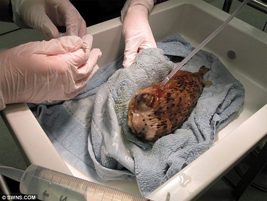 Picture 2 of Eye surgery for ... puffer fish