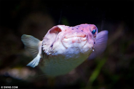 Picture 3 of Eye surgery for ... puffer fish
