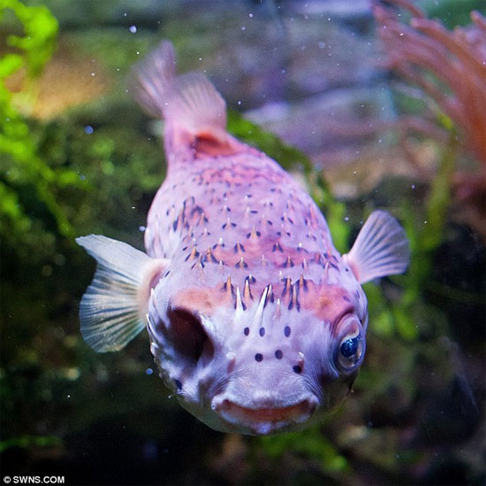 Picture 4 of Eye surgery for ... puffer fish
