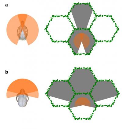 Picture 2 of Eyes evolved to have X-ray capacity