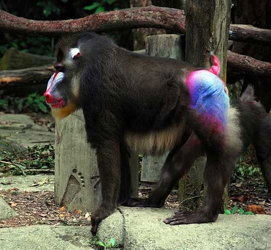 Picture 1 of Face primate and social life