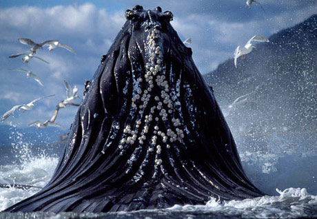 Picture 1 of Face the giant whale