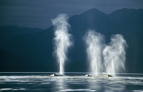 Picture 10 of Face the giant whale