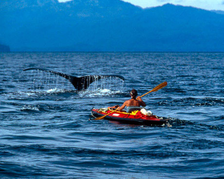 Picture 2 of Face the giant whale