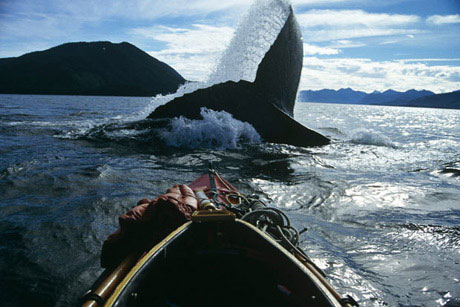 Picture 3 of Face the giant whale