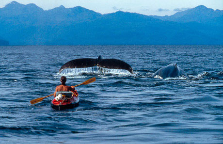 Picture 4 of Face the giant whale