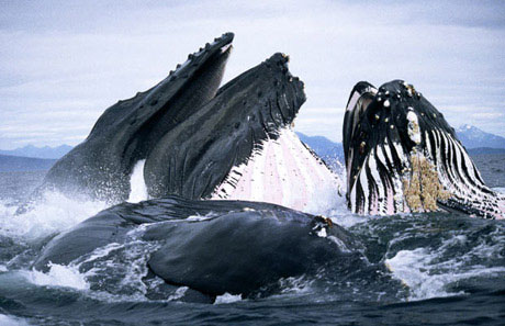Picture 5 of Face the giant whale