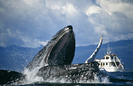 Picture 6 of Face the giant whale