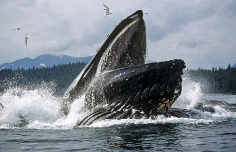 Picture 7 of Face the giant whale