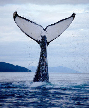 Picture 9 of Face the giant whale
