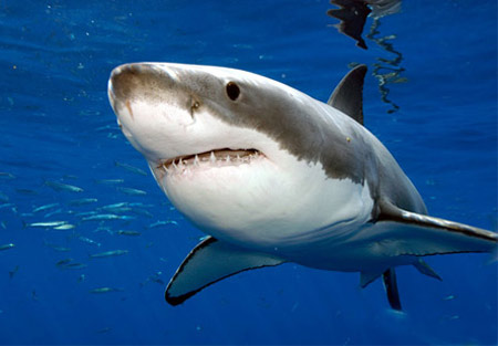 Picture 6 of Face the giant white shark