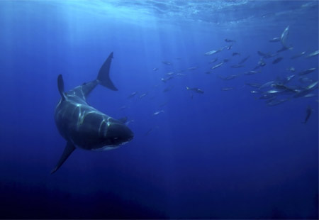 Picture 7 of Face the giant white shark