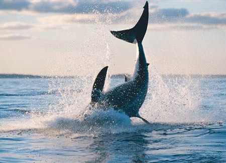 Picture 8 of Face the giant white shark