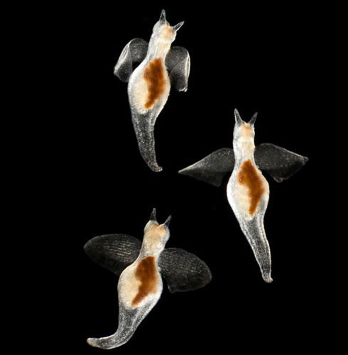 Picture 2 of Face the 'invisible' creatures at the bottom of the sea