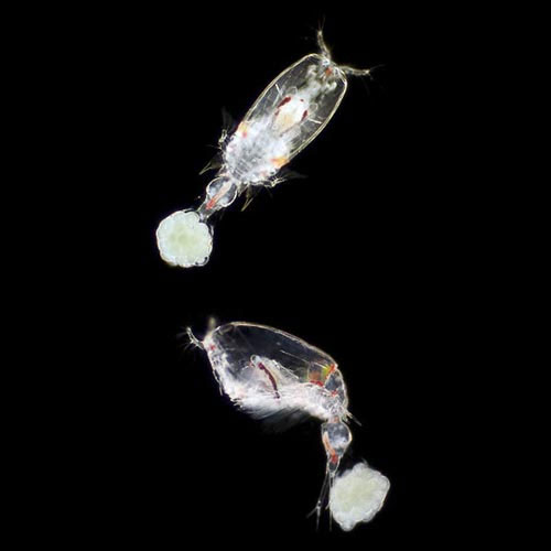 Picture 6 of Face the 'invisible' creatures at the bottom of the sea