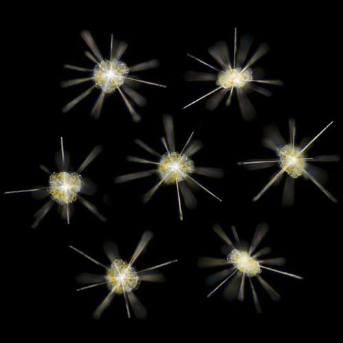 Picture 8 of Face the 'invisible' creatures at the bottom of the sea