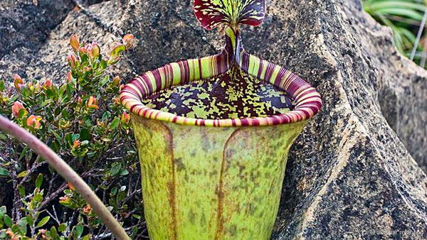 Picture 1 of Face the most rare plants on the planet