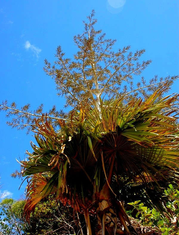 Picture 2 of Face the most rare plants on the planet