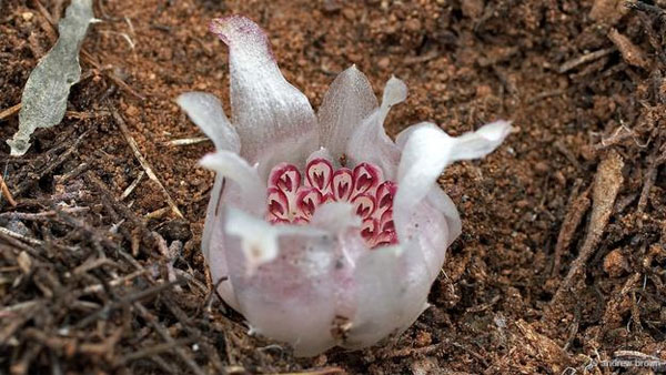 Picture 3 of Face the most rare plants on the planet
