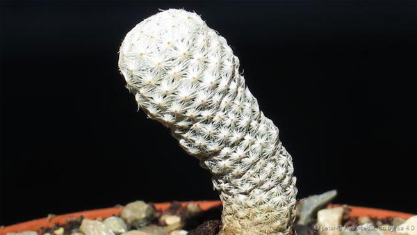 Picture 4 of Face the most rare plants on the planet