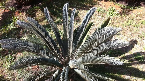 Picture 5 of Face the most rare plants on the planet