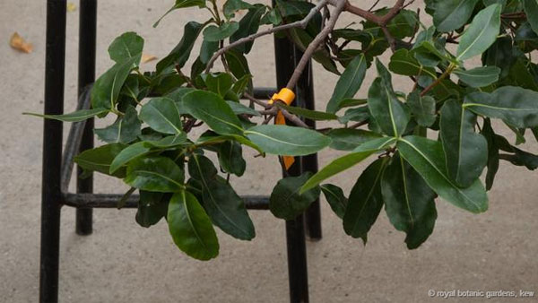 Picture 6 of Face the most rare plants on the planet