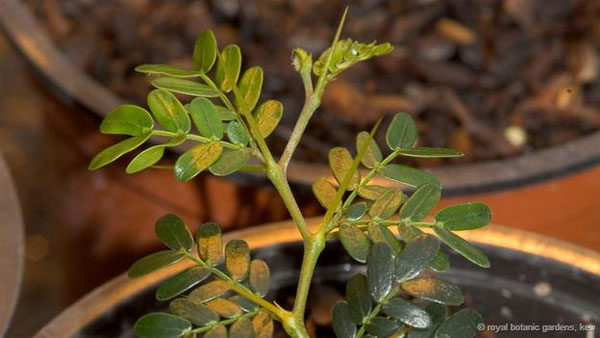 Picture 7 of Face the most rare plants on the planet