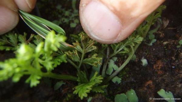 Picture 8 of Face the most rare plants on the planet