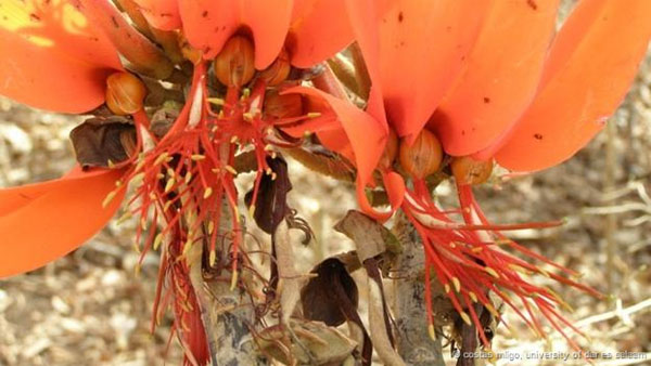 Picture 9 of Face the most rare plants on the planet