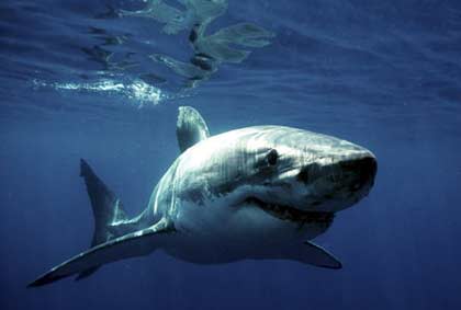 Picture 2 of Fact and fiction about sharks