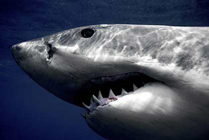 Picture 3 of Fact and fiction about sharks