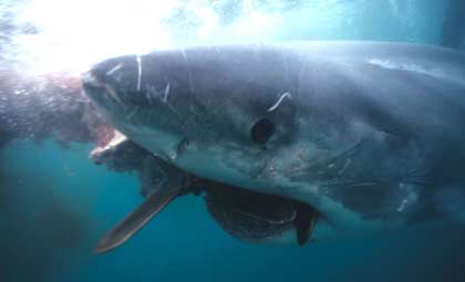 Picture 4 of Fact and fiction about sharks