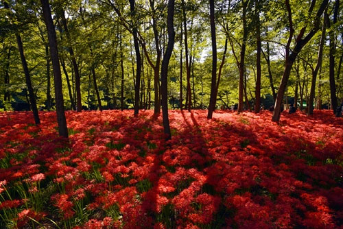 Picture 9 of Fall colors all over the world