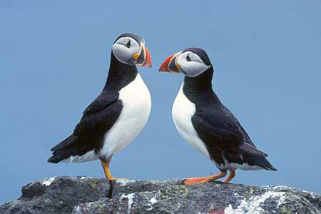 Picture 3 of Falling bird Fratercula arctica