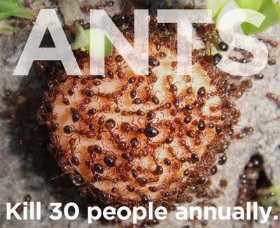 Picture 15 of Familiar things kill people better than sharks